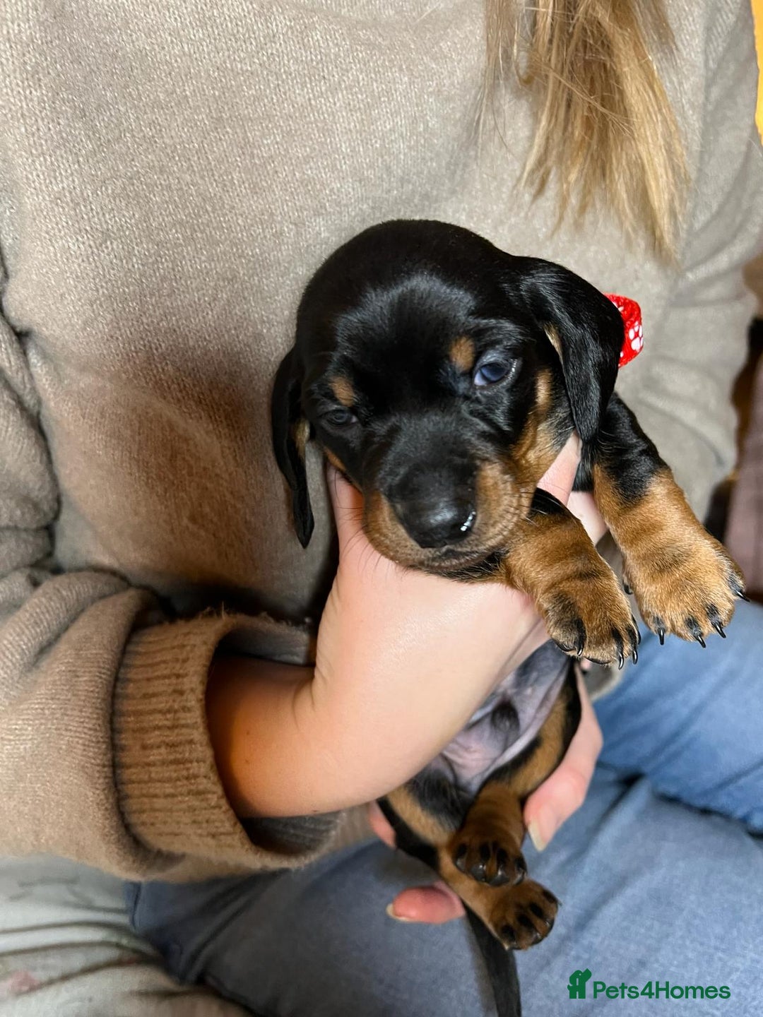 Miniature Dachshund dogs for sale: Miniature dachshund  - Advert 8