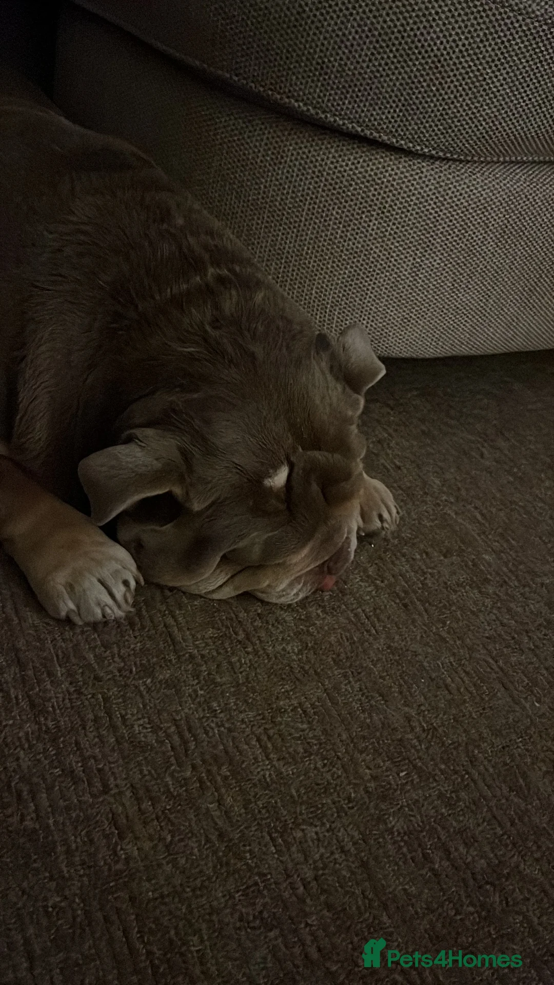 English Bulldog dogs for sale: English bulldog for rehoming  - Advert 4