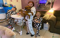 Labrador Retriever dogs for sale: Ready to leaveNOW Kc Labrador puppy ALL injections - Image 29