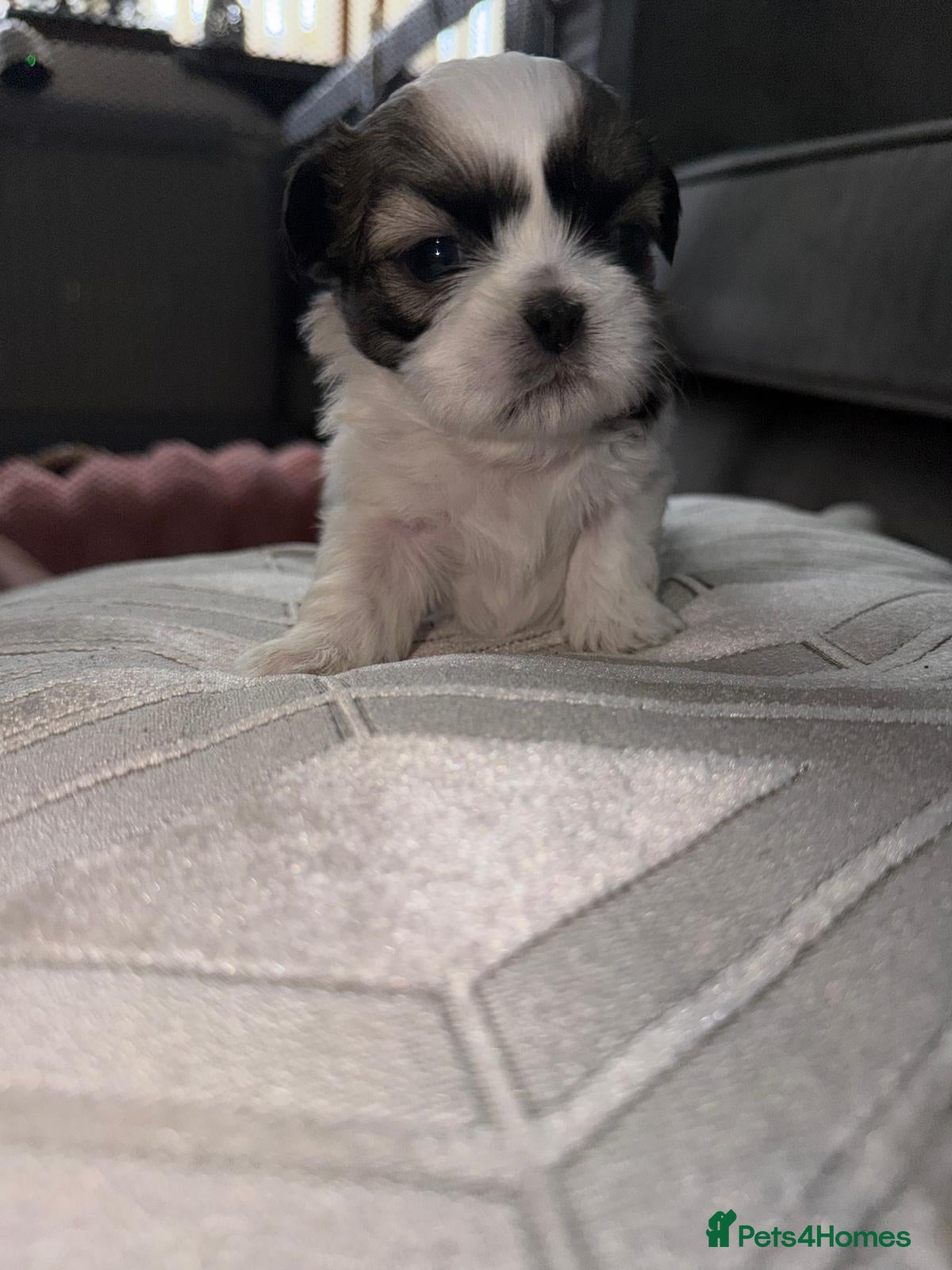 Shih Tzu dogs ALL TRAINED, DONT MISS OUT ! Gorgeous Shih Tzu's  - Advert 16