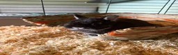 Netherland Dwarf rabbits for sale: Male Netherland Dwarf Rabbit in Bedale - Advert 4