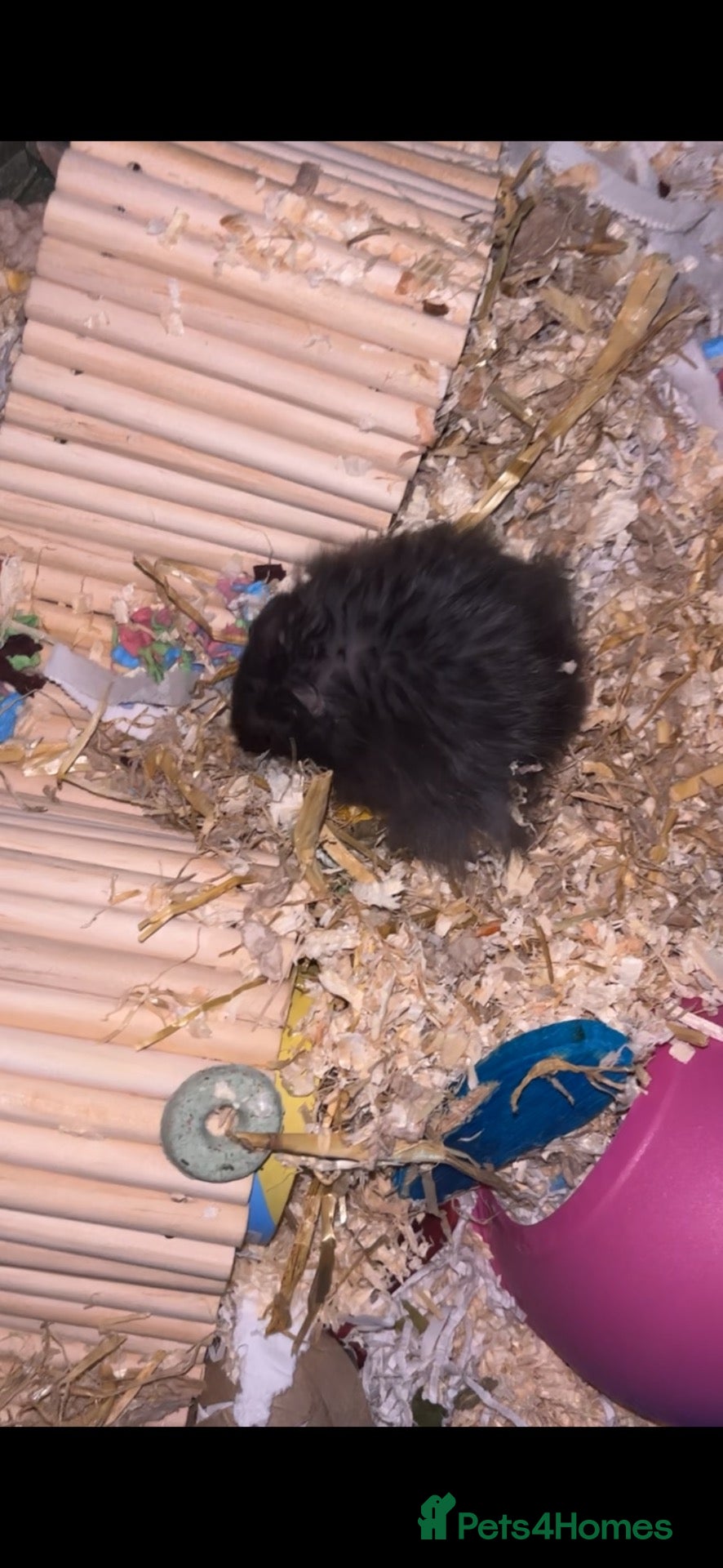 Hamster rodents Young Syrian female wid cage - Advert 11