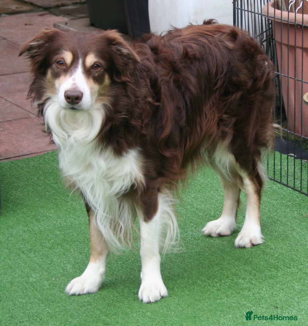 Border Collie dogs for stud: Red Tri Border Collie at Stud in Birmingham - Advert 1