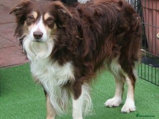 Border Collie dogs in Birmingham - Advert 10