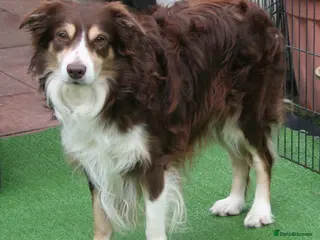 Border Collie dogs Red Tri Border Collie at Stud in Birmingham - Advert 4