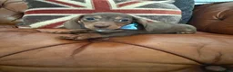 Miniature Dachshund dogs for sale: Miniature Dachshund 5 ⭐ License 5 ⭐ reviews - Advert 26
