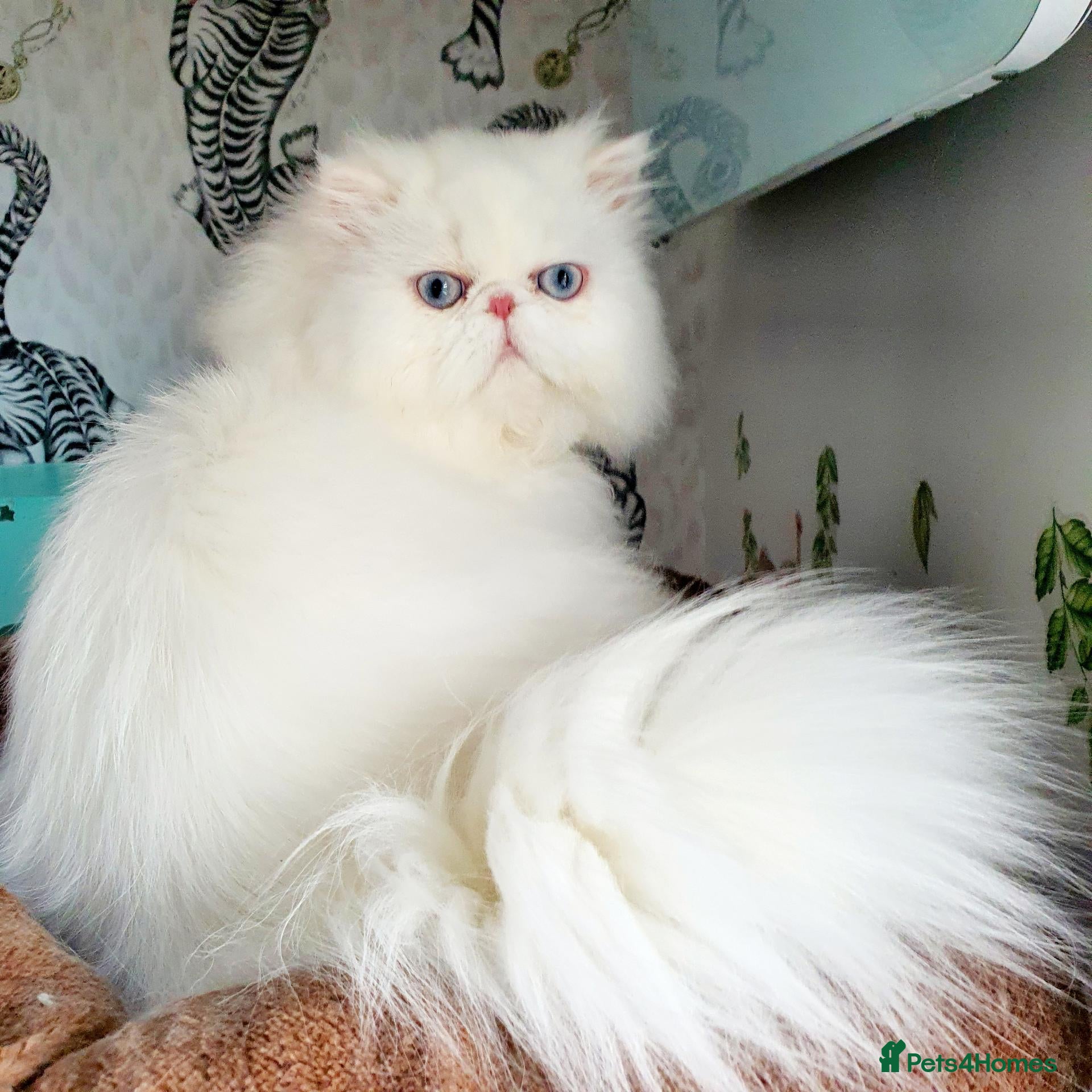 Persian cats for sale: Gccf registered pure Persian female - Advert 1