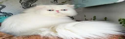 Persian cats for sale: Gccf registered pure Persian female - Advert 1