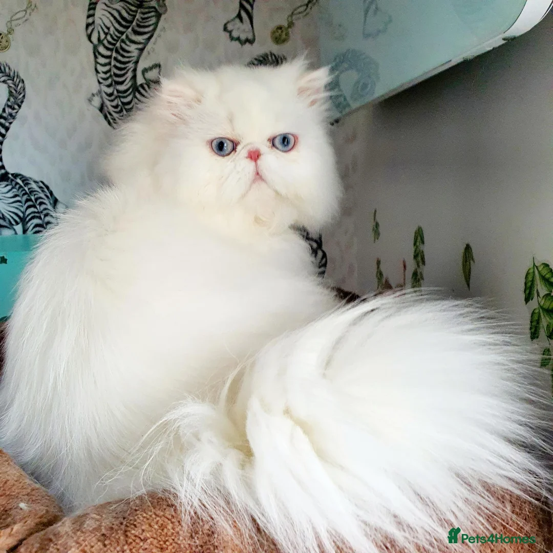 Persian cats for sale: Gccf registered pure Persian female - Advert 1
