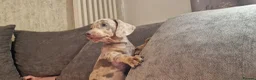 Miniature Dachshund dogs for sale: Ready to Leave  2 male 1 female in Bradford - Advert 15