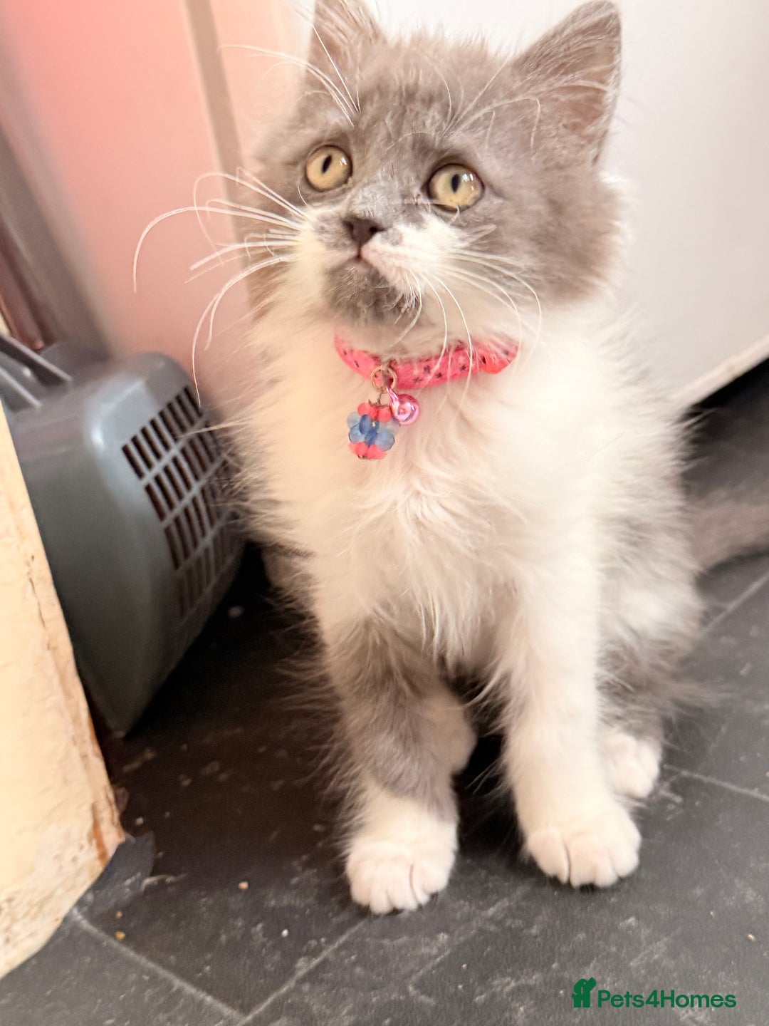 Ragdoll cats for sale: Beautiful Ragdoll girl  - Image 10