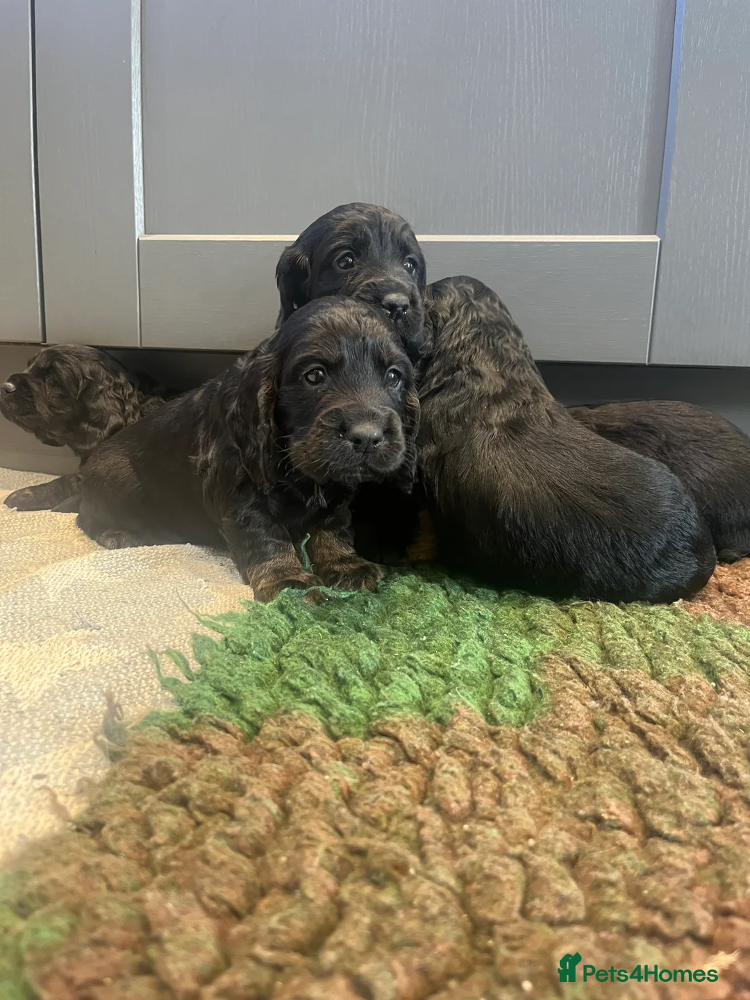 Cocker Spaniel dogs for sale: KC working cocker spaniel puppies  - Advert 3