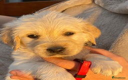 Golden Retriever dogs for sale: Outstanding Golden Retriever Puppies - Image 8