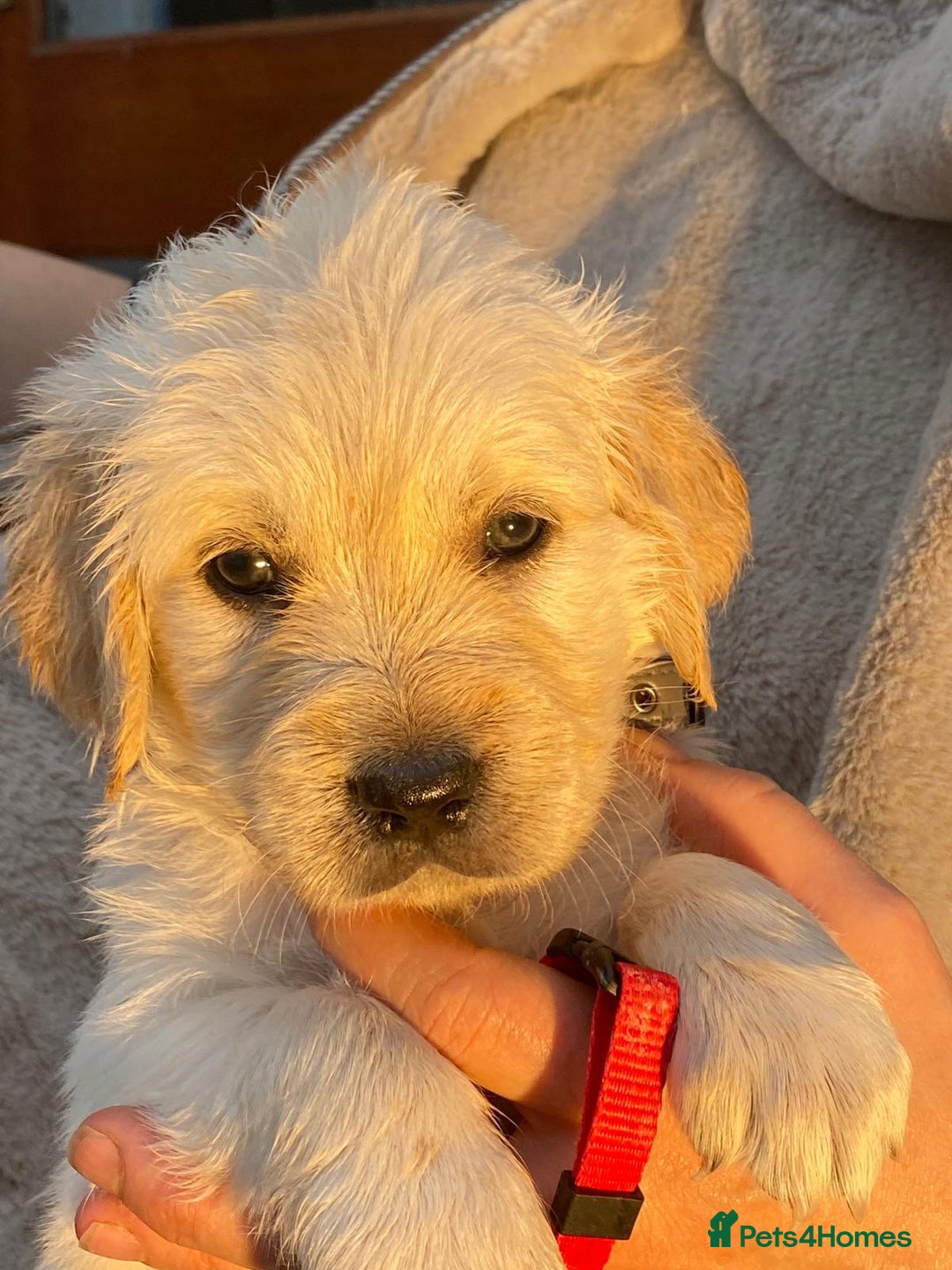 Golden Retriever dogs for sale: Outstanding Golden Retriever Puppies - Image 8