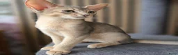 Abyssinian cats for sale: Pure Pedegree Aby kitten - Advert 10