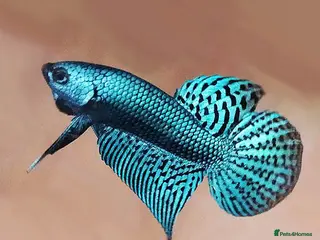 Bettas fish Female Alien Betta Fish in Pudsey - Advert 1