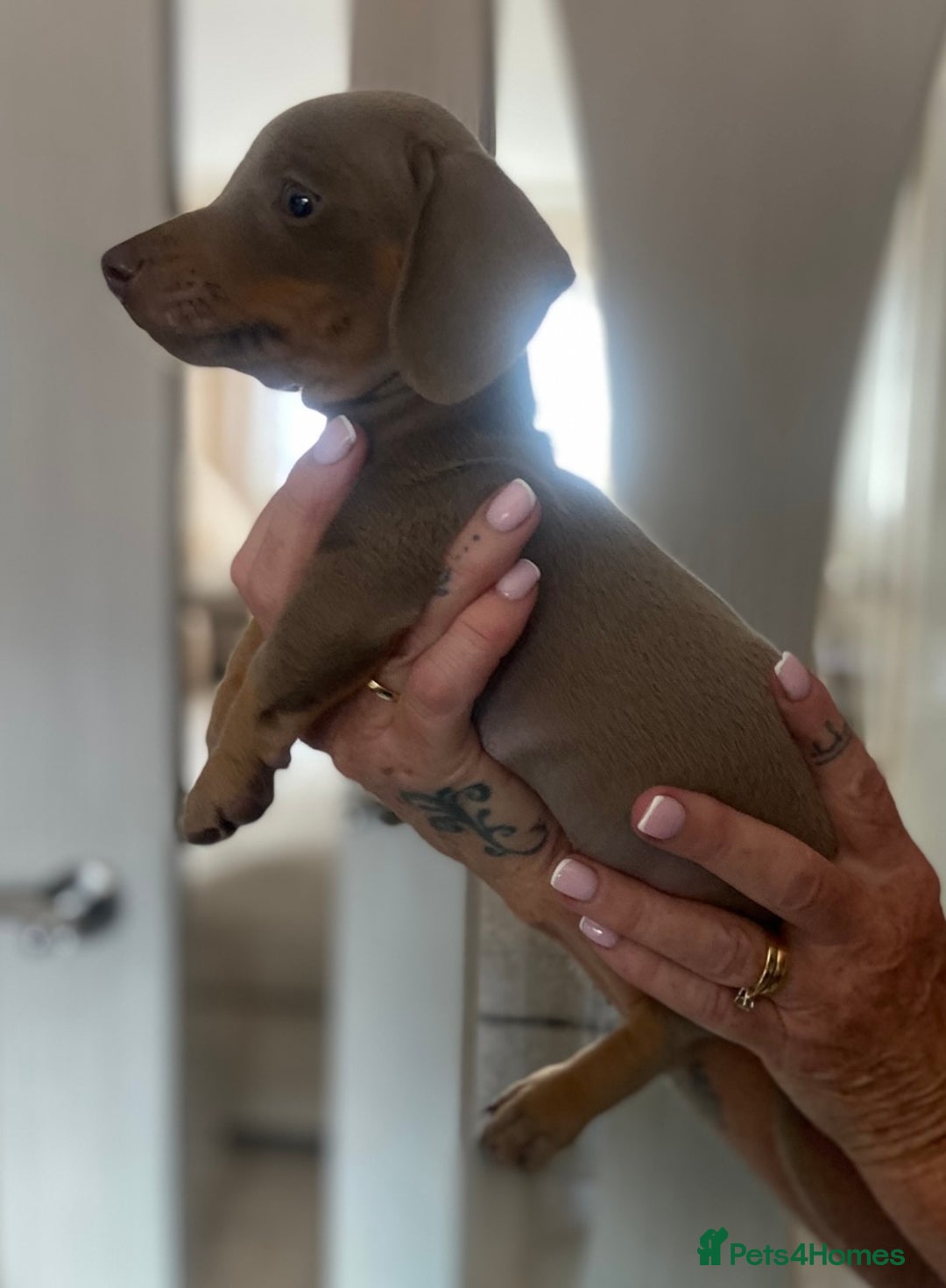 Miniature Dachshund dogs for sale: Beautiful mini dashys 💜 - Image 21