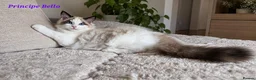 Ragdoll cats for sale: STUNNING GCCF REGISTRED RAGDOLLS - Advert 9