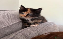 Turkish Van cats for sale: Turkish Van Mix Kittens 8 Weeks Old Ready Now! - Image 17