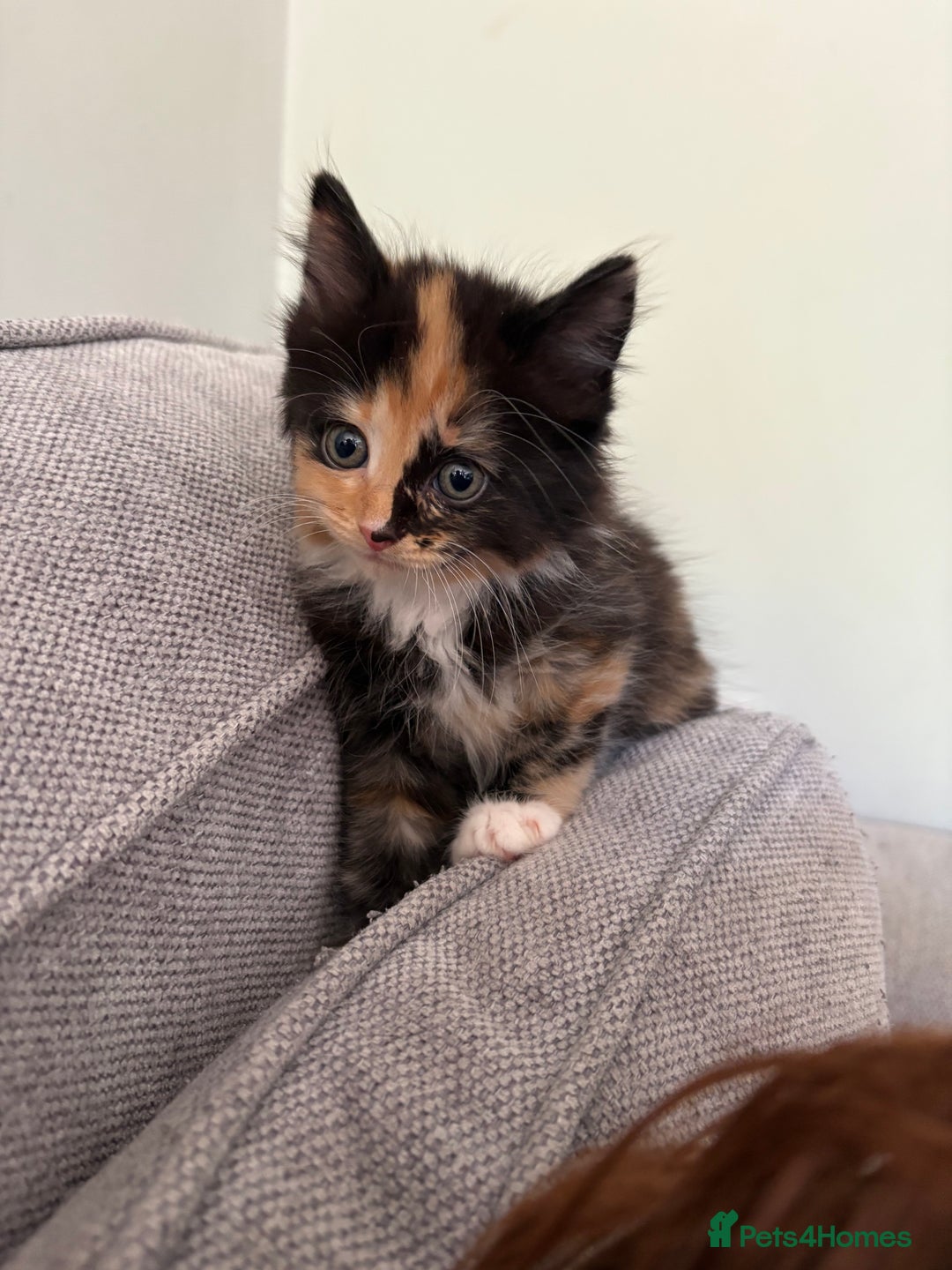 Turkish Van cats for sale: Turkish Van Mix Kittens 8 Weeks Old Ready Now! - Image 17