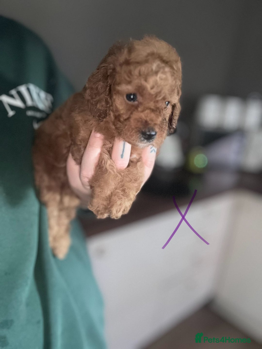 Cockapoo dogs for sale: Health tested Toy Cockapoo’s  - Advert 5