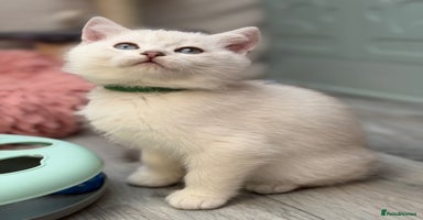 British Shorthair cats - Advert 4