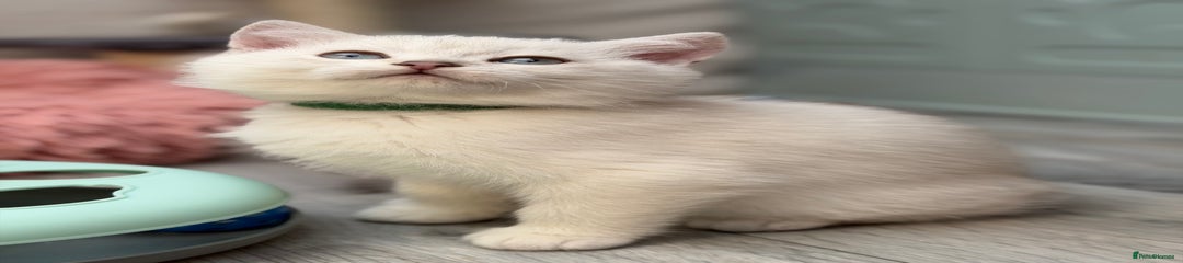 British Shorthair Kitten 3