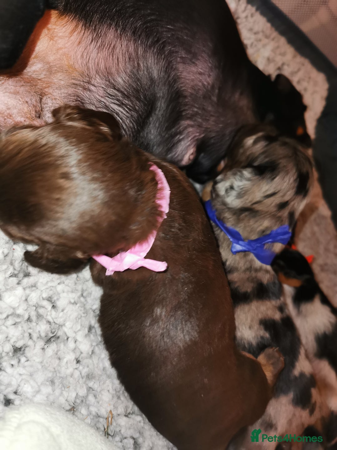 Miniature Dachshund dogs for sale: 5 beautiful miniature dachshund pups for sale - Image 14