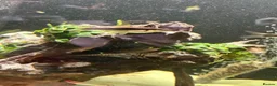Other/Mixed Breed fish for sale: 2 Siamese algae eater fish  in Purley - Advert 8
