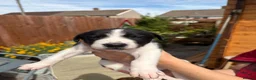 Lurcher dogs for sale: Fabulous lurcher pups  - Advert 19