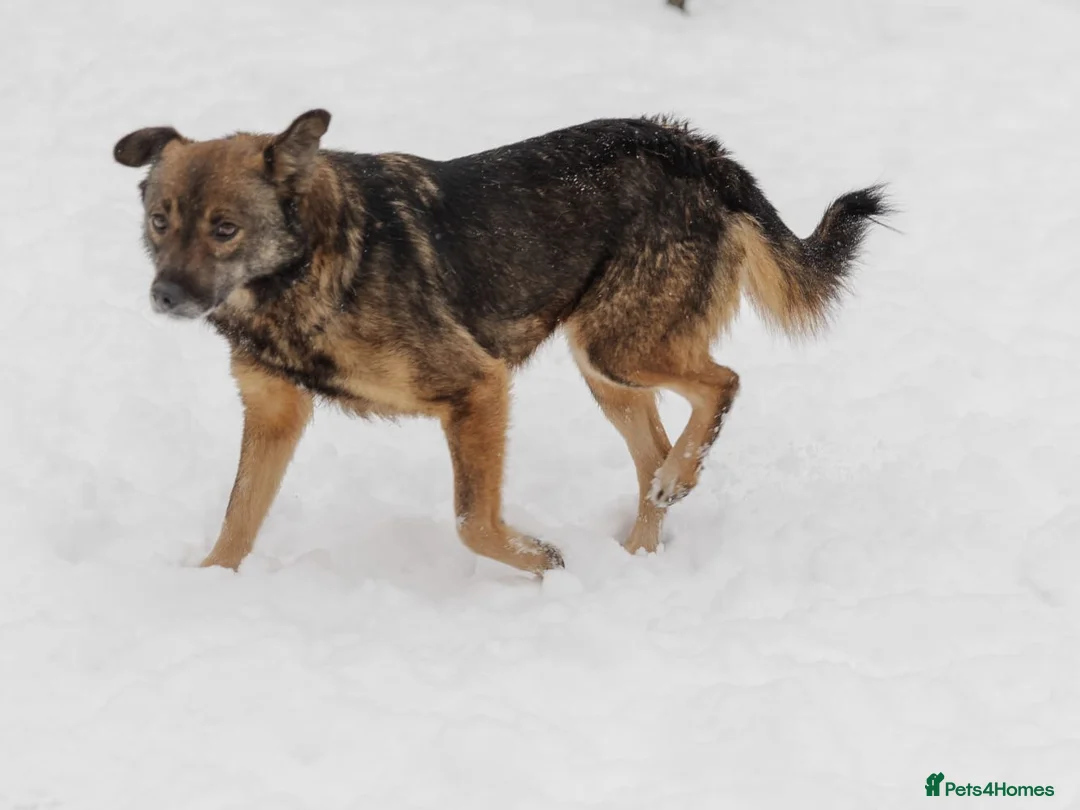 Mixed Breed dogs for adoption: ❤️Mona❤️3 yo soft and lively girl medium,knee size - Advert 5