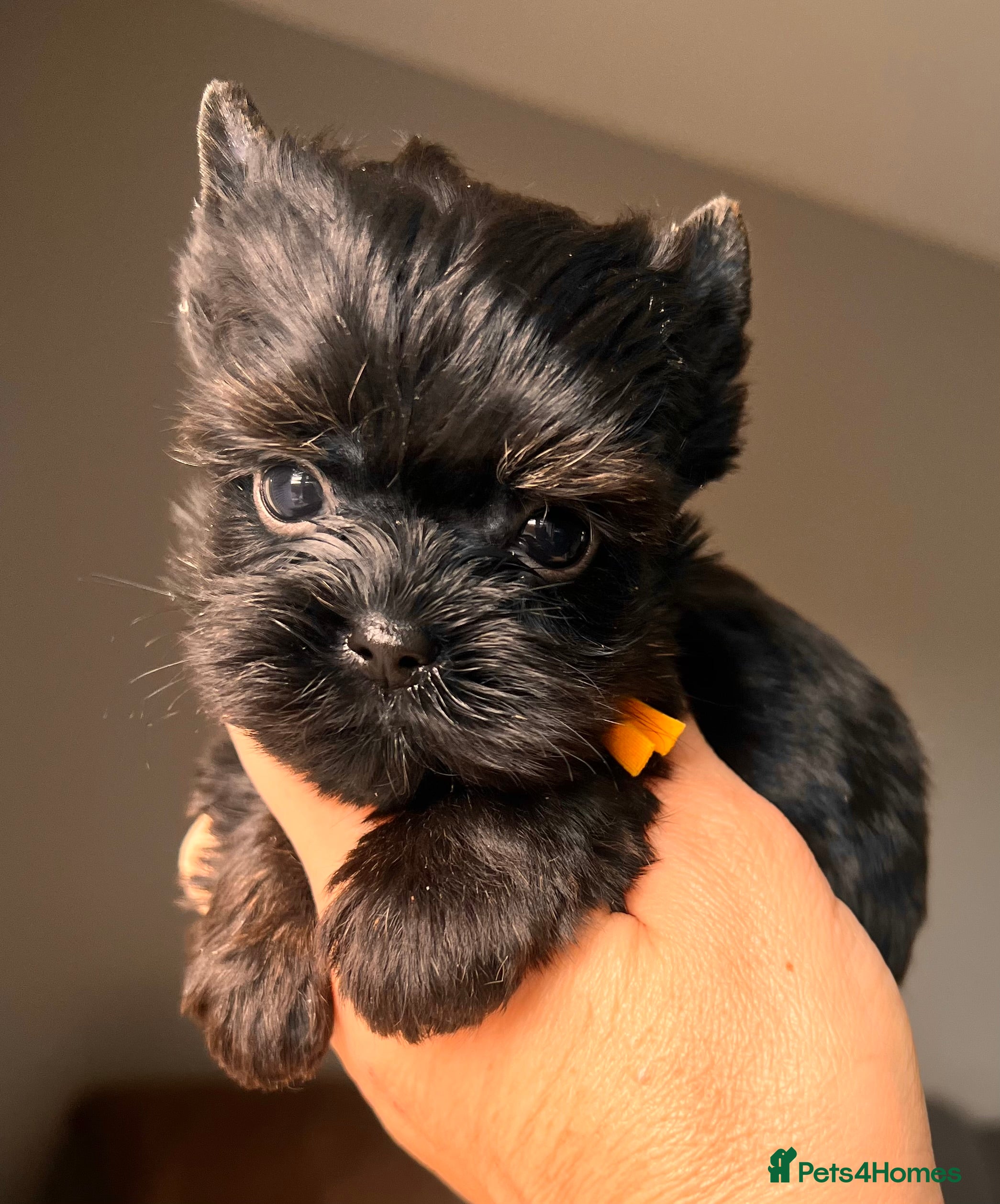 Yorkshire Terrier dogs ❀ Miniature Yorkshire Terriers – 4 Girls  ❀ - Advert 2