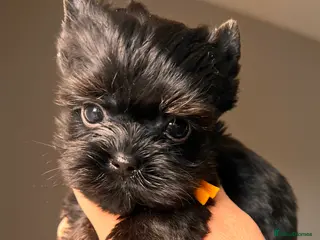 Yorkshire Terrier dogs ❀ Miniature Yorkshire Terriers – 4 Girls ❀ - Advert 2