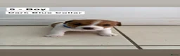 Jack Russell dogs for sale: Jack Russel pups  - Advert 8