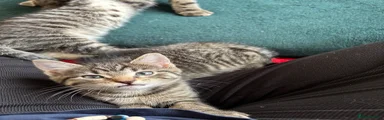 Domestic Shorthair 2