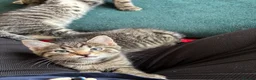 Domestic Shorthair cats for sale: 3 Kittens Ready Oct 4th - WR12 - Advert 16