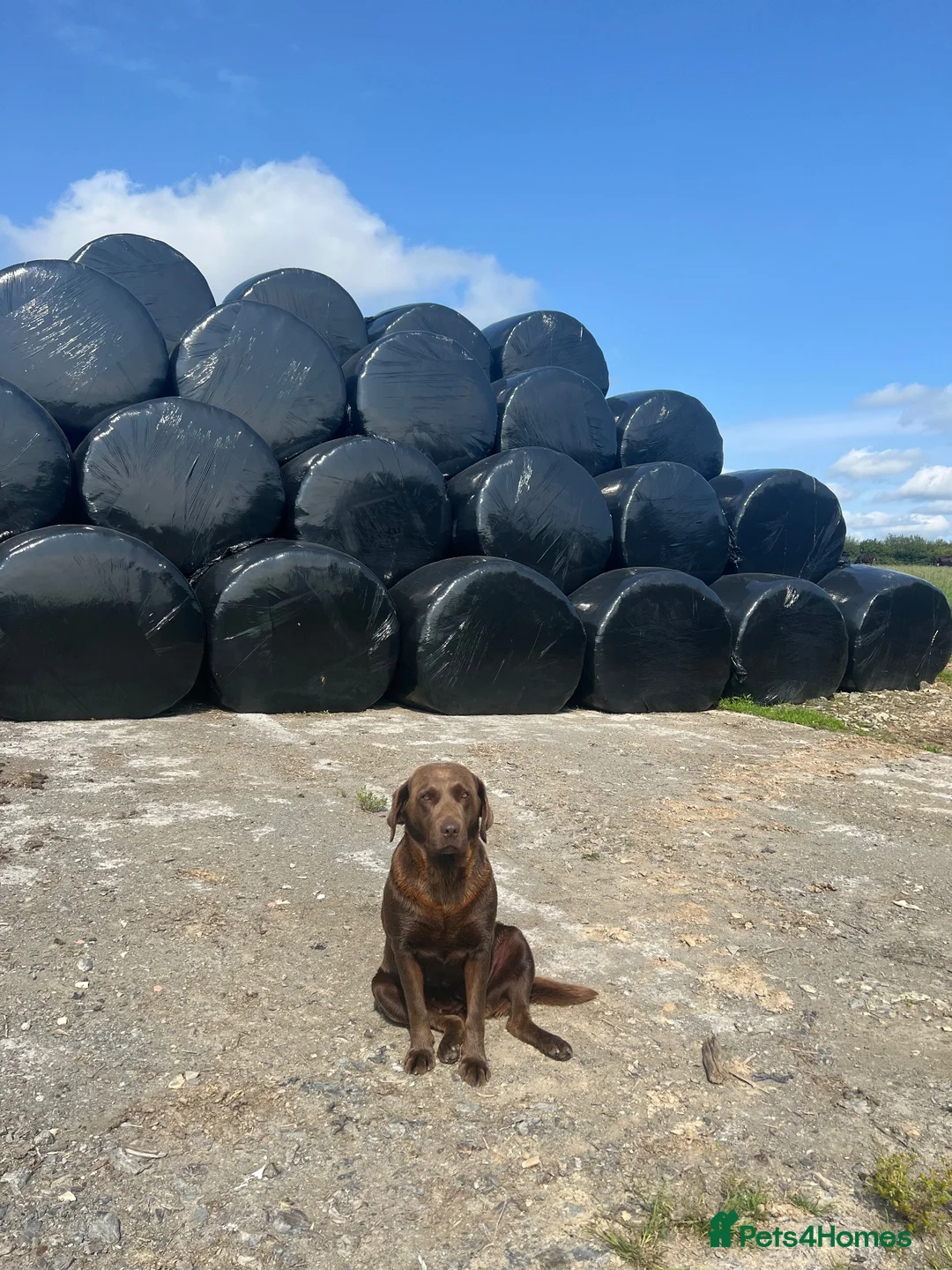 Borador dogs for sale: Puppies for sale in Carmarthen - Advert 2