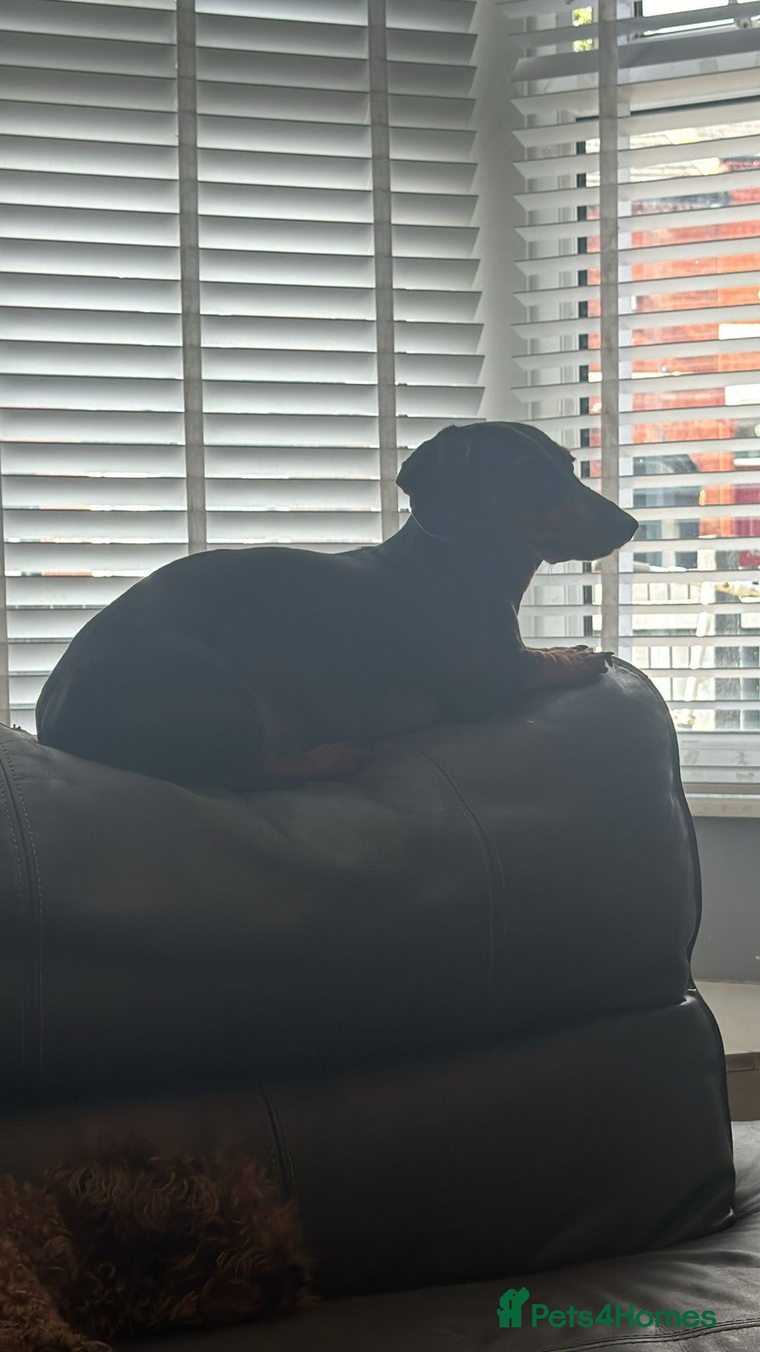 Miniature Dachshund dogs for sale: One adorable piebald male dachshund ready to go  - Image 7