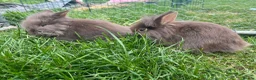 Lionhead rabbits for sale: Lionhead rabbits with starter pack in Ripley - Advert 12