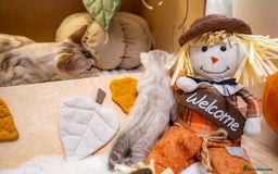 Bengal cats for sale: Pure Snow Bengals-TICA champions pedigree-Stunning - Image 28