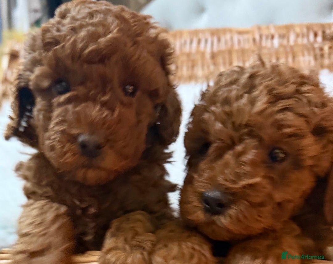 Toy Poodle dogs for sale: Stunning Deep Red Toy poodle puppies  - Advert 2