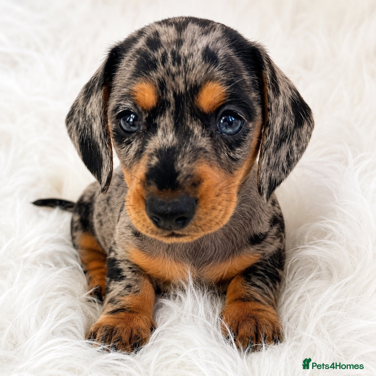 Miniature Dachshund dogs Mini dachshund pupies KC reg DNA tested parents - Advert 2