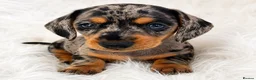 Miniature Dachshund dogs for sale: 5★ LICENSED BREEDER • KC REG BOYS READY NOW  - Advert 16