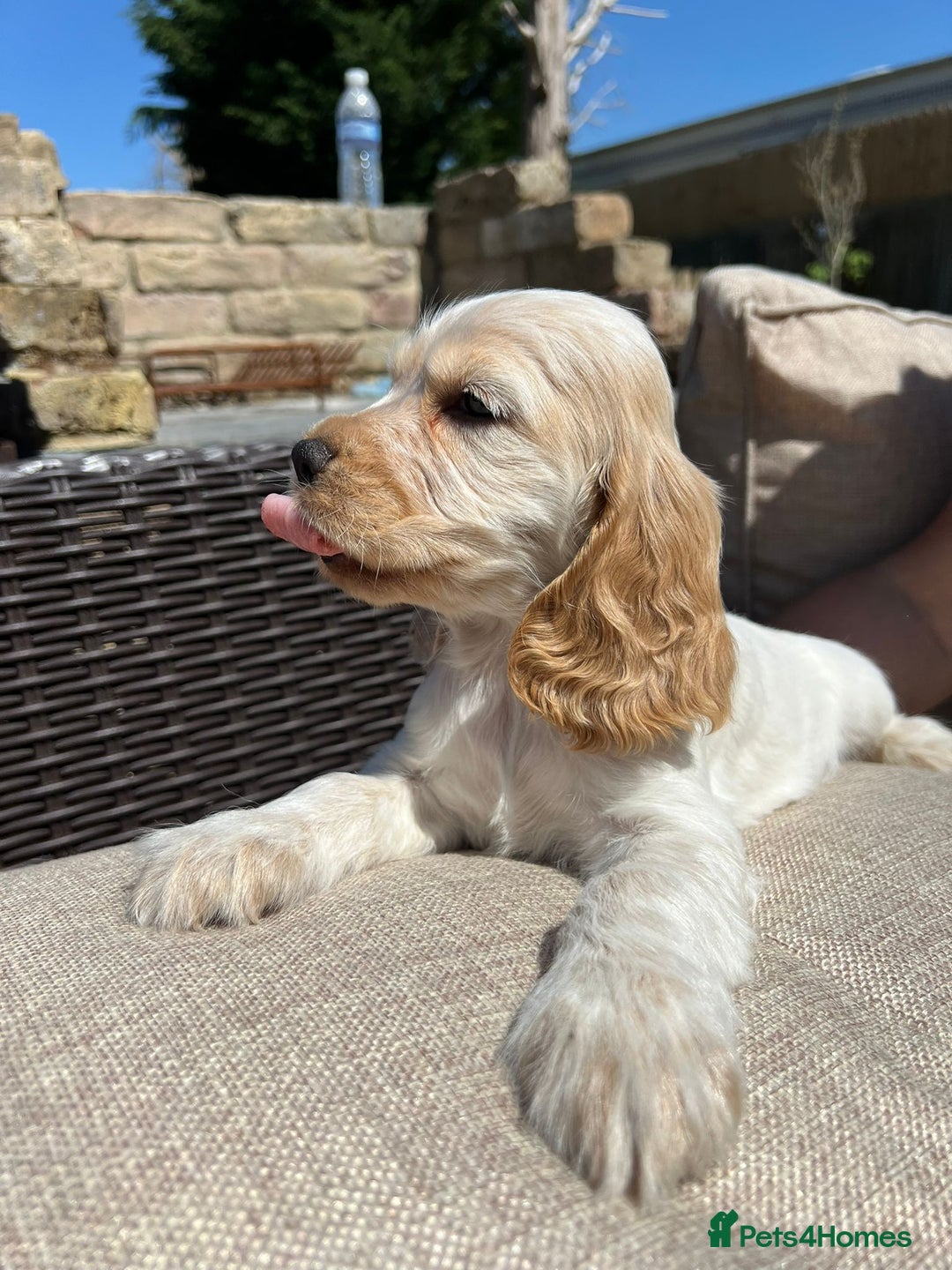 Lemon Roan Orange And White Cocker Spaniel Puppies For Sale Lemon