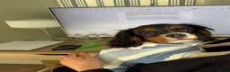 Cavalier King Charles Spaniel dogs for sale: KC registered Cavalier - meet Woody 🐾 - Advert 5