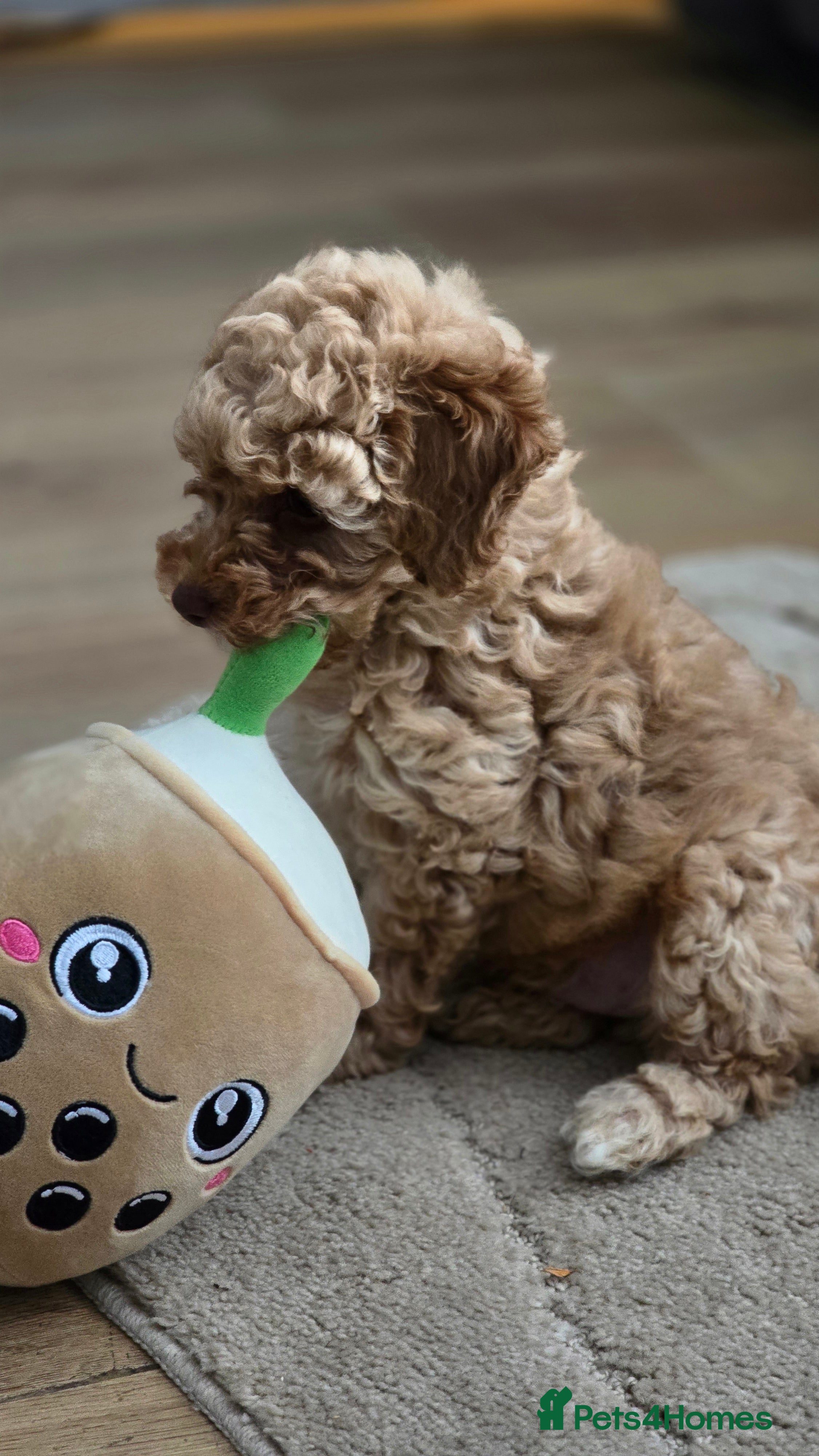 Toy Poodle dogs 🐶🐾Toy Poodle Puppies Only 1 Boy Left🐾🐶 - Advert 10