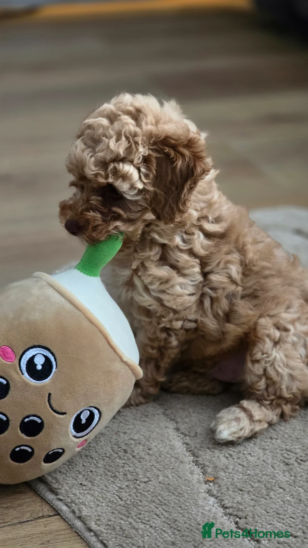 Toy Poodle dogs for sale: 🐶🐾Toy Poodle Puppies Only 1 Boy Left🐾🐶 - Advert 1