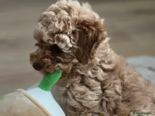 Toy Poodle dogs 🐶🐾Toy Poodle Puppies Only 1 Boy Left🐾🐶 - Advert 1