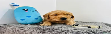 Golden Retriever Puppy 1