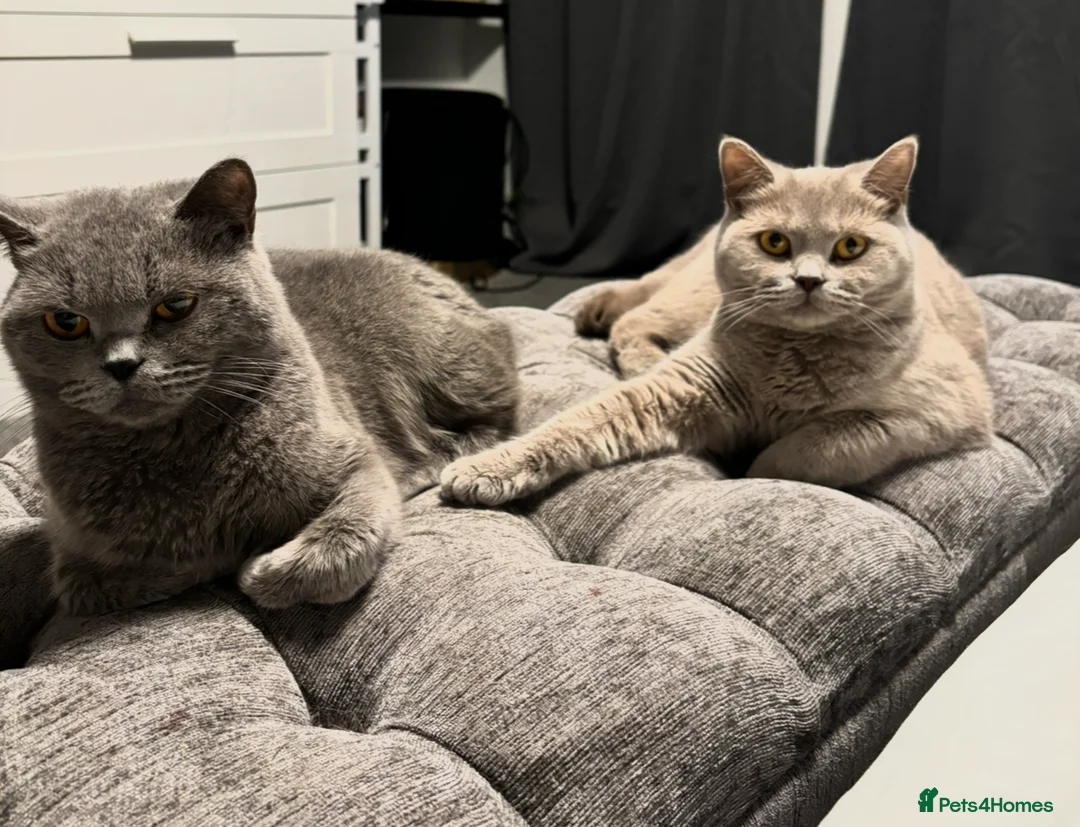 British Shorthair cats for sale: Active Brittish shorthair girls  - Advert 1